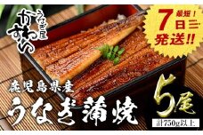 【7営業日以内に発送！】＜うなぎ屋かわすい＞【OPEN記念！きざみ鰻セット！】鹿児島県産 国産うなぎ蒲焼 (計825g以上 / 1本あたり150～169g×5本・計750g以上 ＆ きざみ鰻 75g) タレ入り 鰻 うな重 かばやき【川口水産】A857-v01