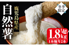 ＜先行予約受付中・2025年11月下旬～12月上旬頃から順次発送予定＞≪期間限定≫鹿児島県産自然薯1.8kg以上(１本掘り2本入り) 自然薯 山芋 贈り物【曽於市観光協会】A133-v01