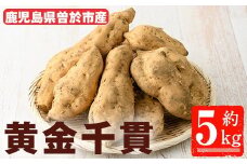 ＜期間限定＞鹿児島県曽於市産！新物 黄金千貫(5kg) 【瀬崎農園】 A940