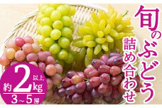 B-050 ＜期間限定！2025年8月中旬～9月下旬の間に発送予定＞旬のぶどう詰め合わせ3～5房(約2kg以上)【さくら農園】ぶどう 食べ比べ シャインマスカット 瀬戸ジャイアンツ フルーツ 果物 期間限定