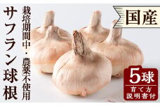 Z5-009 ＜期間限定＞国産サフラン球根(5球)【泉真一朗】霧島市 家庭菜園 ハーブ