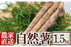 B0-201 ≪期間限定！2022年12月～2023年2月上旬発送≫農家直送！鹿児島県産自然薯1.5kg！【有下アグリ】