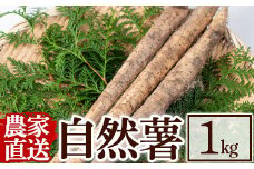 A0-341 ≪期間限定！2022年12月～2023年2月上旬発送≫農家直送！鹿児島県産自然薯1kg！【有下アグリ】霧島市 山芋 芋 野菜 とろろいも 自然薯 カット