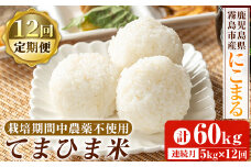 K-198-G 【12回定期便】《令和6年産》てまひま米(品種：にこまる)(計60kg：5kg×12回)【末蜜農園】霧島市 お米 精米 白米 米 こめ コメ ご飯 ごはん 定期便 栽培期間中農薬不使用