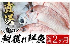 海の幸！朝獲れ鮮魚２ヵ月定期コース　市来えびす市場 鮮魚 詰め合わせ セット 直送 ボックス【B-365H】