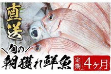 海の幸！朝獲れ鮮魚４か月定期コース！ 市来えびす市場 鮮魚 詰め合わせ セット 直送 ボックス【D-619H】