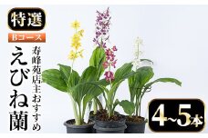 【個数限定】寿峰苑特選えびね蘭　店主おすすめ標準Bコース（4本～5本） 鹿児島 冠岳 で育った 蘭 時期により 花 苗 鉢入りでお届け！ 【B-051H】