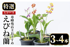 【個数限定】寿峰苑特選えびね蘭　店主おすすめ標準Aコース（3本～4本） 鹿児島 冠岳 で育った 蘭 時期により 花 苗 鉢入りでお届け！ 【A-1542H】