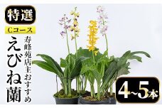 【個数限定】寿峰苑特選えびね蘭　店主おすすめ標準Cコース（4本～5本） 鹿児島 冠岳 で育った 蘭 時期により 花 苗 鉢入りでお届け！ 【C-021H】