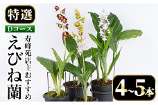 【個数限定】寿峰苑特選えびね蘭　店主おすすめ標準Dコース（4本～5本） 鹿児島 冠岳 で育った 蘭 時期により 花 苗 鉢入りでお届け！ 【D-013H】