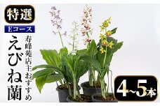 【個数限定】寿峰苑特選えびね蘭　店主おすすめ標準Eコース（4本～5本） 鹿児島 冠岳 で育った 蘭 時期により 花 苗 鉢入りでお届け！ 【E-019H】