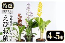 【個数限定】寿峰苑特選えびね蘭　店主おすすめ標準プラチナコース（4本～5本） 鹿児島 冠岳 で育った 蘭 時期により 花 苗 鉢入りでお届け！ 【P-011H】