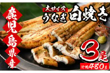 厳選！ 国産 鹿児島県産 うなぎ 白焼き 大 3尾 約480g 秘伝のタレ 付き 鰻養殖生産量日本一 鹿児島県産新仔うなぎ使用 こだわりの地焼き！ 国産 鹿児島県産 冷凍 うなぎ 鰻 ウナギ 白焼き ギフト にも！【南竹鰻加工】【B-354H】