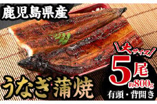 厳選！国産 鹿児島県産 うなぎ 蒲焼 大5尾 合計約800g 鰻養殖生産量日本一 鹿児島県産新仔うなぎ使用 こだわりの地焼き！ 冷凍うなぎ 秘伝のタレ 付き うな重 うな丼 きざみ鰻 うなぎのせいろ蒸し弁当にもオススメ！ 贈答 ギフト にも！【南竹鰻加工】【D-608H】