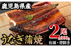 厳選！国産 鹿児島県産 うなぎ蒲焼 2尾 約300g！ 鰻養殖生産量日本一 鹿児島県産新仔うなぎ使用 こだわりの地焼き！ 冷凍うなぎ 秘伝のタレ 付き うな重 うな丼 きざみ鰻 うなぎのせいろ蒸し弁当にもオススメ！ 贈答 ギフト にも！【南竹鰻加工】【A-1671H】
