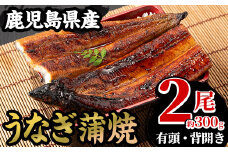 厳選！国産 鹿児島県産 うなぎ蒲焼 2尾 約300g！ 鰻養殖生産量日本一 鹿児島県産新仔うなぎ使用 こだわりの地焼き！ 冷凍うなぎ 秘伝のタレ 付き うな重 うな丼 きざみ鰻 うなぎのせいろ蒸し弁当にもオススメ！ 贈答 ギフト にも！【南竹鰻加工】【A-1671H】