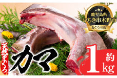 まぐろ の カマ キハダ または メバチ 冷凍 約1kg バーベキュー BBQ や オーブンで カマ焼き・あぶり焼、煮物にも!【A-1662H】