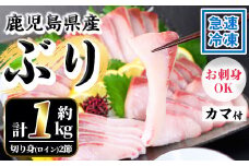＜先行予約＞鹿児島県産 養殖 ぶり （ハマチ）の切り身「ロイン2節・カマ1個付」合計約1kg！ ハマチ 出世魚 ぶり 急速冷凍 刺身 漬け ぶりしゃぶ にもおすすめ！【A-1955H】