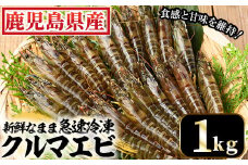 鹿児島県産 冷凍 車海老 1kg 合計40尾（25g/尾、10尾×4袋）活き車海老 急速冷凍 しました♪ お刺身 生食 お寿司 や 塩焼き にして バーベキュー ♪ 車海老フライ にもオススメ！【C-183H】