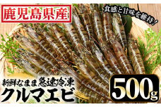 鹿児島県産 冷凍 車海老 500g 合計20尾（25g/尾、10尾×2袋） 活き車海老 急速冷凍 しました♪ お刺身 生食 や 塩焼き にして バーベキュー ♪ 車海老フライ にもオススメ！【A-1538H】