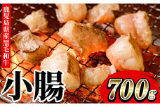 鹿児島県産 黒毛和牛 小腸 ホルモン 700g 冷凍 国産 鹿児島県産 黒毛和牛 小腸 モツ 生ホルモン 生冷凍ホルモン お取り寄せ 焼肉 もつ鍋 にも オススメ【A-1556H】