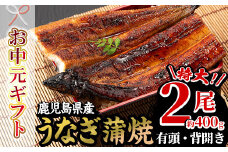 【令和7年お中元対応】厳選！ 国産 鹿児島県産 うなぎ  蒲焼 特大 2尾 約400g 鰻養殖生産量日本一 鹿児島県産新仔うなぎ使用 こだわりの地焼き！ 冷凍うなぎ 秘伝のタレ 付き うな重 うな丼 きざみ鰻 うなぎのせいろ蒸し弁当にもオススメ！ 贈答 ギフト にも！【南竹鰻加工】【TB-036H】