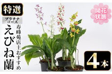 【個数限定】開花済 のものをお届け! 寿峰苑特選えびね蘭　店主おすすめ開花済プラチナコース（4本） 鹿児島 冠岳 で育った 蘭〈お届け時期:3月下旬から4月中旬まで〉【E-149H】