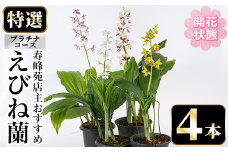 【個数限定】開花済 のものをお届け! 寿峰苑特選えびね蘭　店主おすすめ開花済プラチナコース（4本） 鹿児島 冠岳 で育った 蘭〈お届け時期:3月下旬から4月中旬まで〉【E-149H】