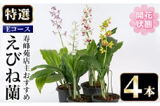 【個数限定】開花済 のものをお届け! 寿峰苑特選えびね蘭　店主おすすめ開花済Eコース（4本） 鹿児島 冠岳 で育った 蘭〈お届け時期:3月下旬から4月中旬まで〉【E-148H】