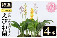 【個数限定】開花済 のものをお届け! 寿峰苑特選えびね蘭　店主おすすめ開花済Cコース（4本） 鹿児島 冠岳 で育った 蘭〈お届け時期:3月下旬から4月中旬まで〉【E-146H】
