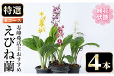 【個数限定】開花済 のものをお届け! 寿峰苑特選えびね蘭　店主おすすめ開花済Bコース（4本） 鹿児島 冠岳 で育った 蘭〈お届け時期:3月下旬から4月中旬まで〉【C-217H】
