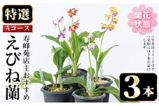 【個数限定】開花済 のものをお届け! 寿峰苑特選えびね蘭　店主おすすめ開花済Aコース（3本） 鹿児島 冠岳 で育った 蘭〈お届け時期:3月下旬から4月中旬まで〉【B-387H】