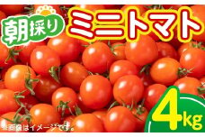 朝採れ ミニトマト4 kg！甘さと酸味のバランス 鹿児島県産 新鮮 サラダ お弁当 ソース マリネ AGRICIA【A-1934H】