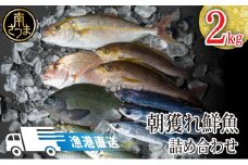 【漁港直送】朝獲れ鮮魚 詰め合わせ 2ｋｇ