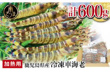 【鹿児島県産】冷凍 車海老 600g （加熱用） 車エビ 車えび くるまえび 海老 冷凍 南さつま市
