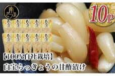 【鹿児島県産】白宝らっきょう（90g×10P） ラッキョウ  甘酢らっきょう 惣菜 常温保存 ご飯のおとも 野菜 常温 漬物 国産