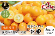 【2026年2月発送開始】鹿児島県産ブランドきんかん「春姫」 約2kg 鹿児島県産 ブランド 金柑 果物 フルーツ 柑橘 常温 JA 南さつま市