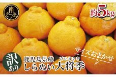 【訳あり】◆12月中お届け◆ 鹿児島県産 不知火「大将季」約5kg フルーツ 果物 柑橘 みかん しらぬい 旬 南さつま市