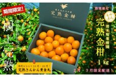◆先行受付◆ 2月～3月末発送【鹿児島県南さつま市産】完熟金柑 黄金丸 約1kg（3L～4L) 柑橘 きんかん 旬 フルーツ 果物 常温 南さつま市