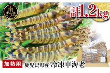 【鹿児島県産】冷凍車海老 1.2kg （加熱用） 車エビ 車えび くるまえび 海老 冷凍 南さつま市