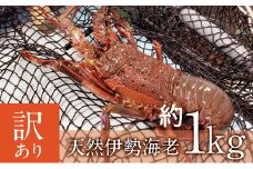 【訳あり】天然 伊勢海老 約1㎏（生食用） えび 海老 イセエビ いせえび 伊勢えび  魚介 刺身 鍋 冷凍 鹿児島 南さつま市