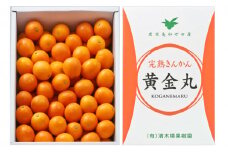◆先行受付◆ 2月～3月末発送【鹿児島県南さつま市産】完熟金柑 黄金丸 約2kg（L～2L) きんかん 柑橘 旬 フルーツ 果物 常温 南さつま市