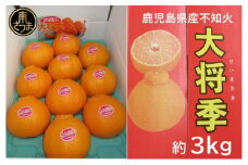 【12月発送】ブランド不知火「大将季」 約3kg入り化粧箱 （8玉～12玉） 南さつま市 金峰町産 国産 果物 フルーツ 旬 柑橘 不知火 しらぬい くだもの ハウス栽培 常温 鹿児島県