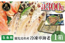 【鹿児島県産】活〆 冷凍車海老 300g（生食用） えび クルマエビ 海鮮 刺身 寿司 天ぷら 塩焼き エビフライ 南さつま市