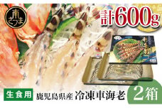【鹿児島県産】活〆 冷凍車海老 600g（生食用） えび クルマエビ 海鮮 刺身 寿司 天ぷら 塩焼き エビフライ 南さつま市