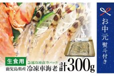 【お中元ギフト】鹿児島県産 活〆 冷凍車海老 300g（生食用） えび クルマエビ 海鮮 刺身 南さつま市 贈り物 ギフト 贈答用
