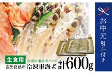 【お中元ギフト】鹿児島県産 活〆 冷凍車海老 600g（生食用） えび クルマエビ 海鮮 刺身 南さつま市 贈り物 ギフト 贈答用