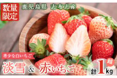 鹿児島県産いちご！志布志発祥白いちご「淡雪」2Pと季節おまかせ赤いちご2Pセット(計1kg・約270g×4P) a5-053