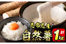 大地の宝！志布志産自然薯 1kg以上(1～2本入り) a1-108