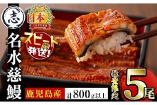 【志布志市制20周年記念】【数量限定】国産うなぎ蒲焼名水慈鰻5尾（合計800ｇ以上） うなぎ 鰻 ウナギ 5尾 国産 蒲焼 かばやき 冷凍 真空 真空パック 無頭 うな重 ひつまぶし タレ 山椒 b98-001